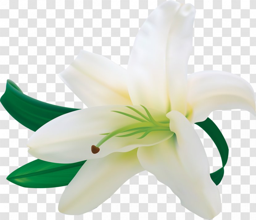 Easter Lily Lilium Candidum Amaryllis Belladonna Arum-lily - Cdr Transparent PNG