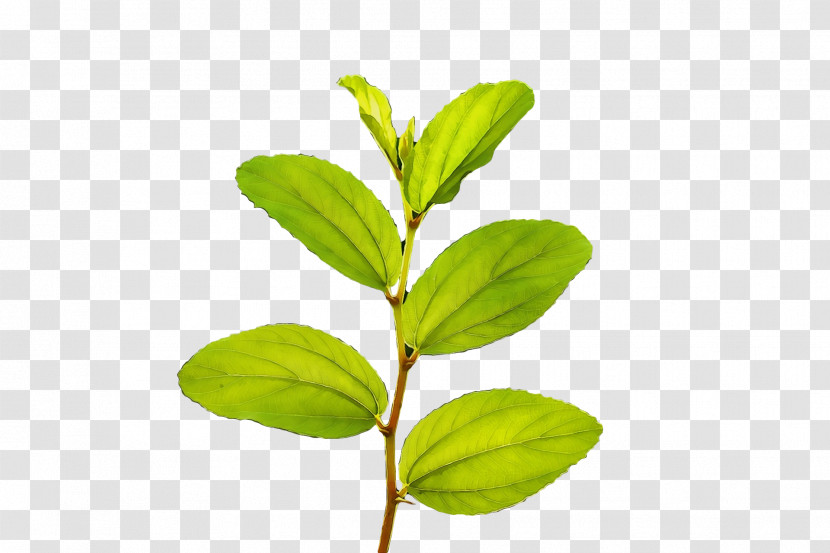 Plant Stem Leaf Herb Plants Science Transparent PNG