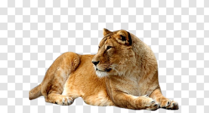 East African Lion Cat Felidae UXGA - Fur - Stone Transparent PNG