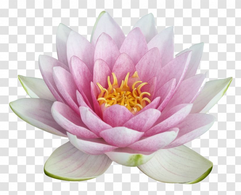 Nelumbo Nucifera Egyptian Lotus Clip Art - Flower Transparent PNG