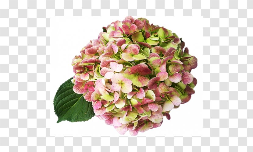 Hydrangea Cut Flowers Pink Garden Roses - White - Flower Transparent PNG