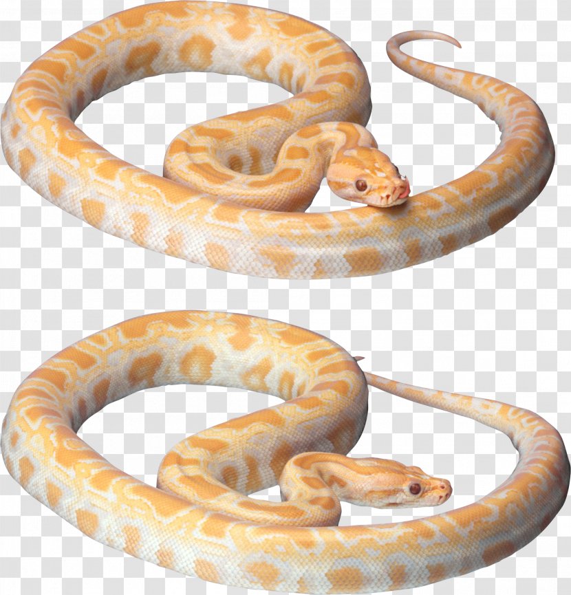 Snake Desktop Wallpaper Clip Art - Python Transparent PNG