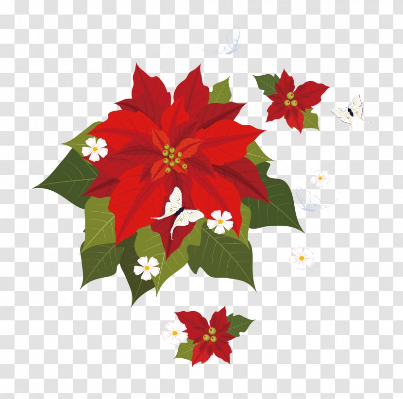 Poinsettia Euclidean Vector Illustration - Flowering Plant - Painted Material Transparent PNG