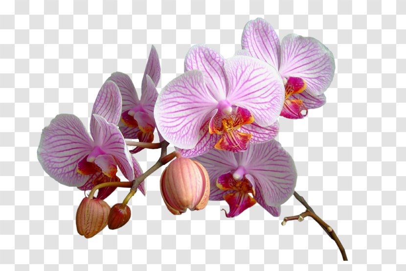 Flower Animaatio Clip Art - Moth Orchid Transparent PNG
