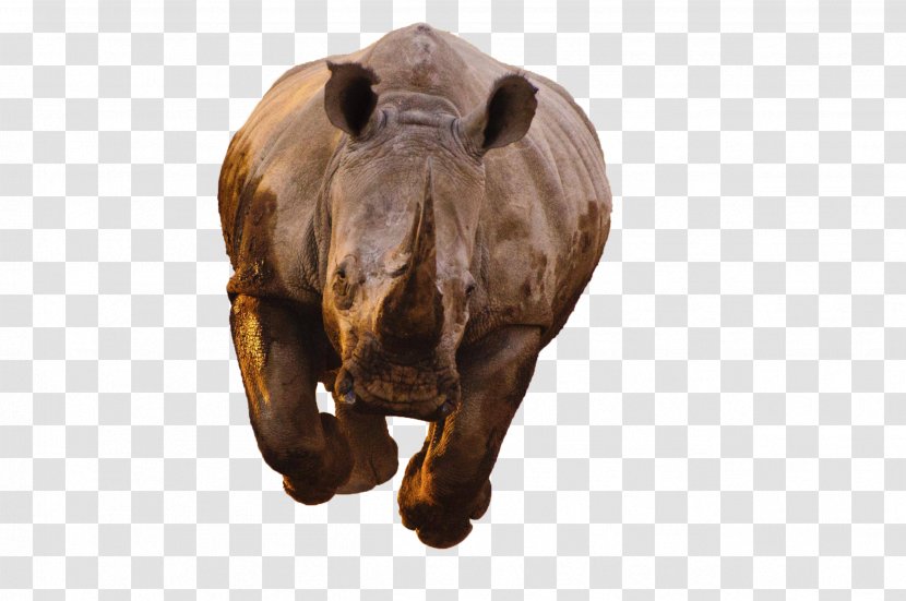 Black Rhinoceros Hippopotamus Horn White - Rhino Transparent PNG