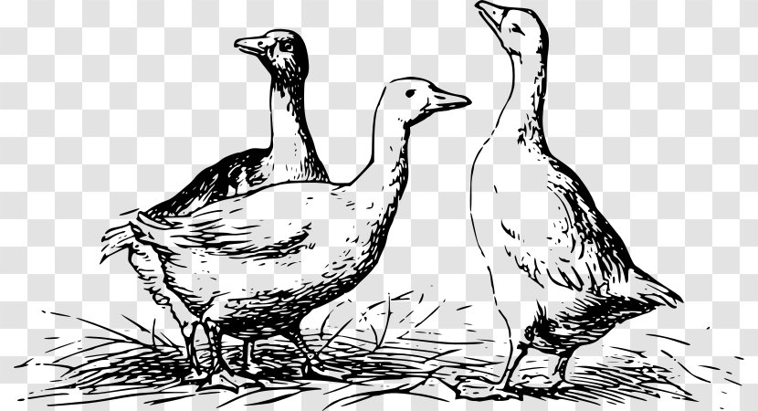 Duck Goose Mallard Chicken Bird - Wildlife Transparent PNG