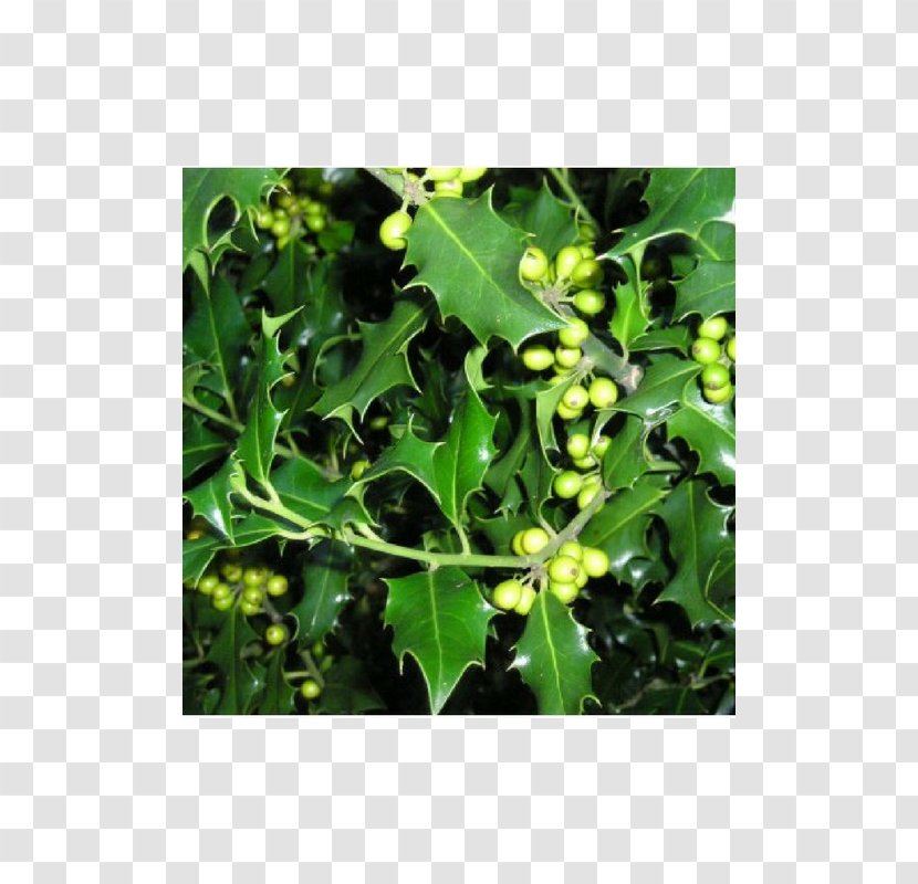 Common Holly Hedge Buxus Sempervirens Tree Quercus Ilex - Grass Transparent PNG