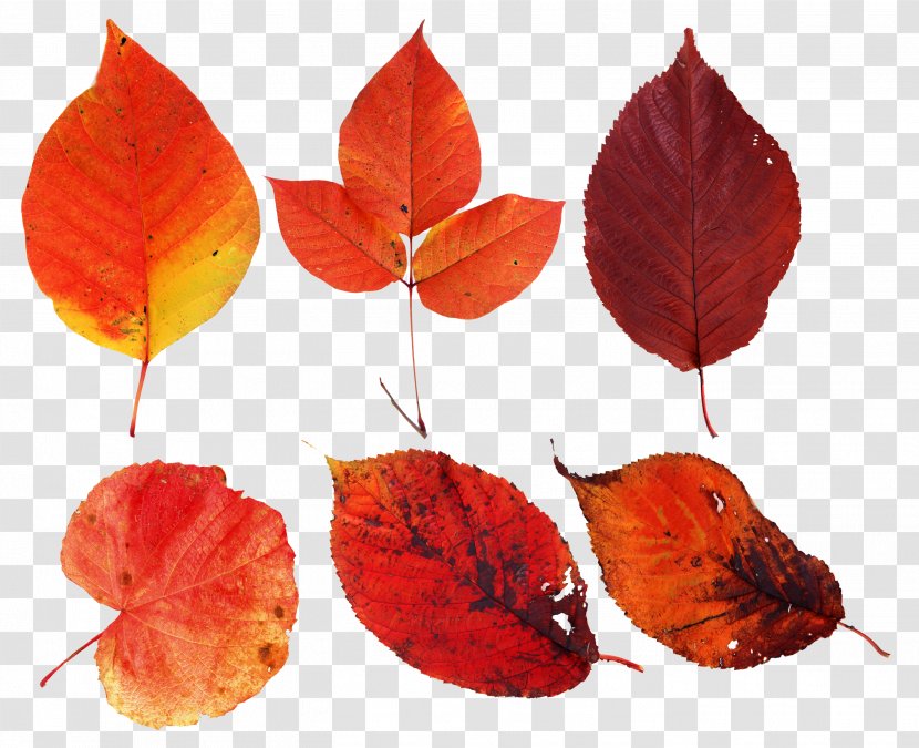 Leaf Clip Art Autumn Leaves Image - Digital Transparent PNG