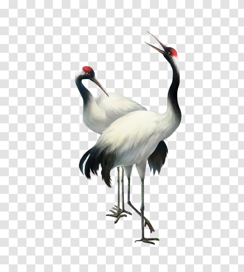 Bailu Red-crowned Crane Transparent PNG