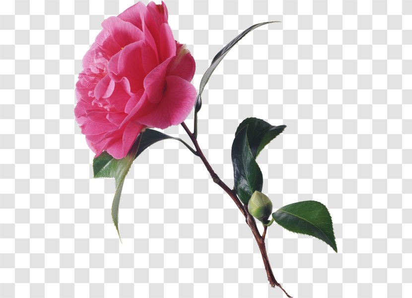 Garden Roses Floribunda Cabbage Rose Cut Flowers - Japanese Camellia - Flower Transparent PNG