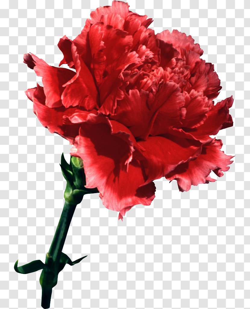 Flower Bouquet Clove Garden Roses Carnation - Azalea Transparent PNG