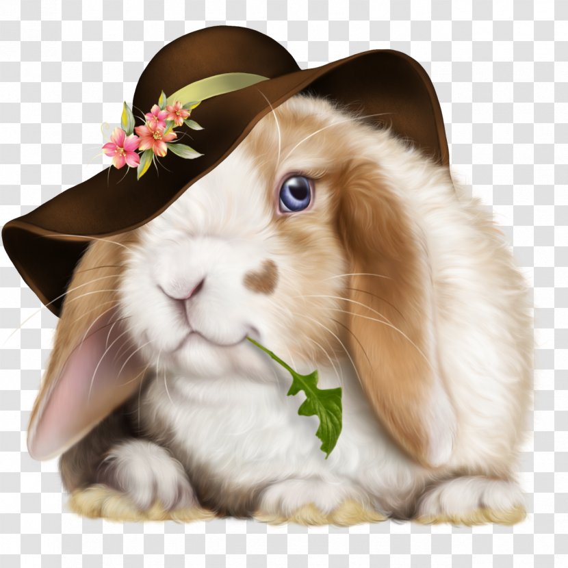 Domestic Rabbit Hare Easter Bunny Angora - Snout Transparent PNG