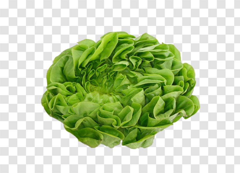 Vinaigrette Salad Capitata Group Iceberg Lettuce Rijk Zwaan - Leaf Vegetable Transparent PNG