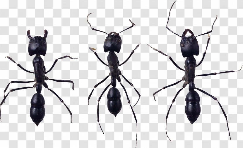 Ant Icon Wiki Transparent PNG