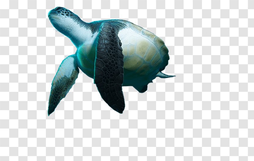 Turtle Reptile Underwater Diving Snorkeling - Fish - Moana Transparent PNG