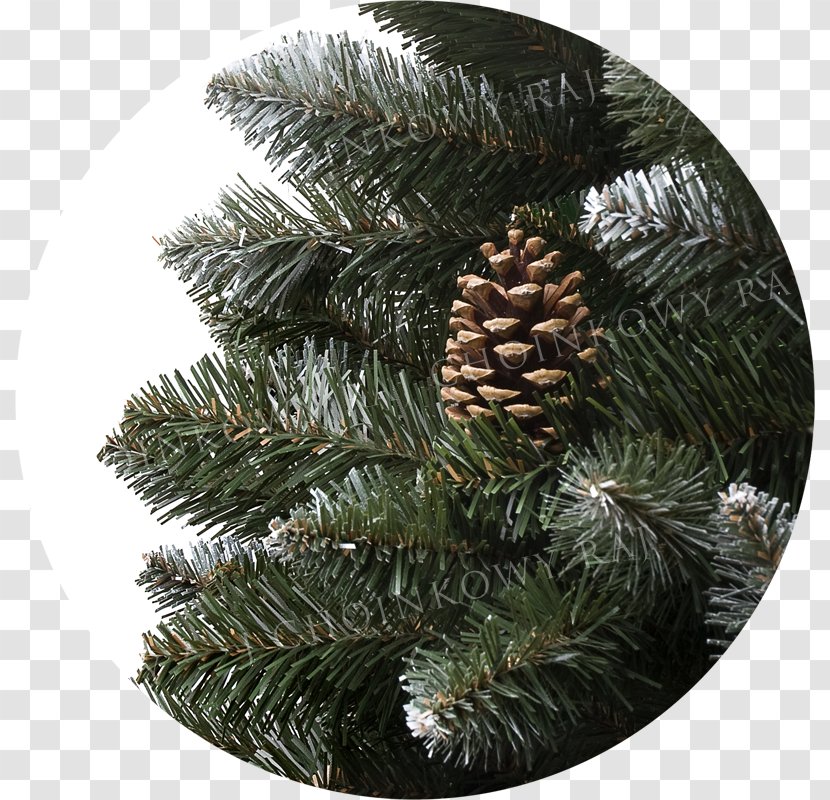 Spruce Pine Fir Christmas Ornament Tree - Cone Transparent PNG