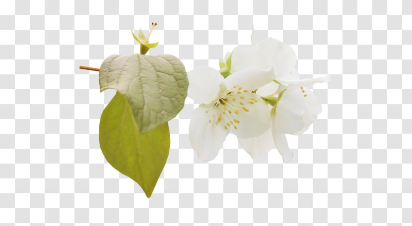 Flower Still Life Photography Petal Clip Art - Tree Transparent PNG