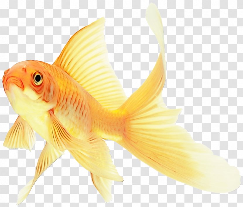 Fish Goldfish Fin Yellow - Watercolor - Cyprinidae Bonyfish Transparent PNG