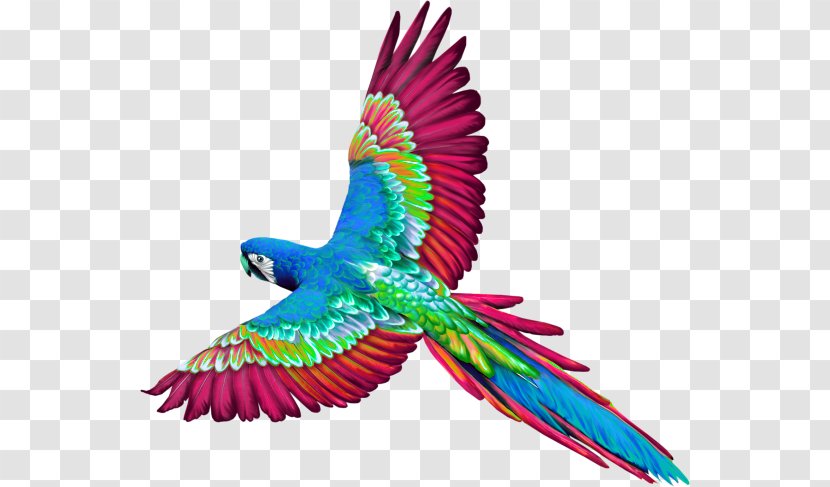 Birds Of Belize Parrot Perroquet - Blog - A Transparent PNG