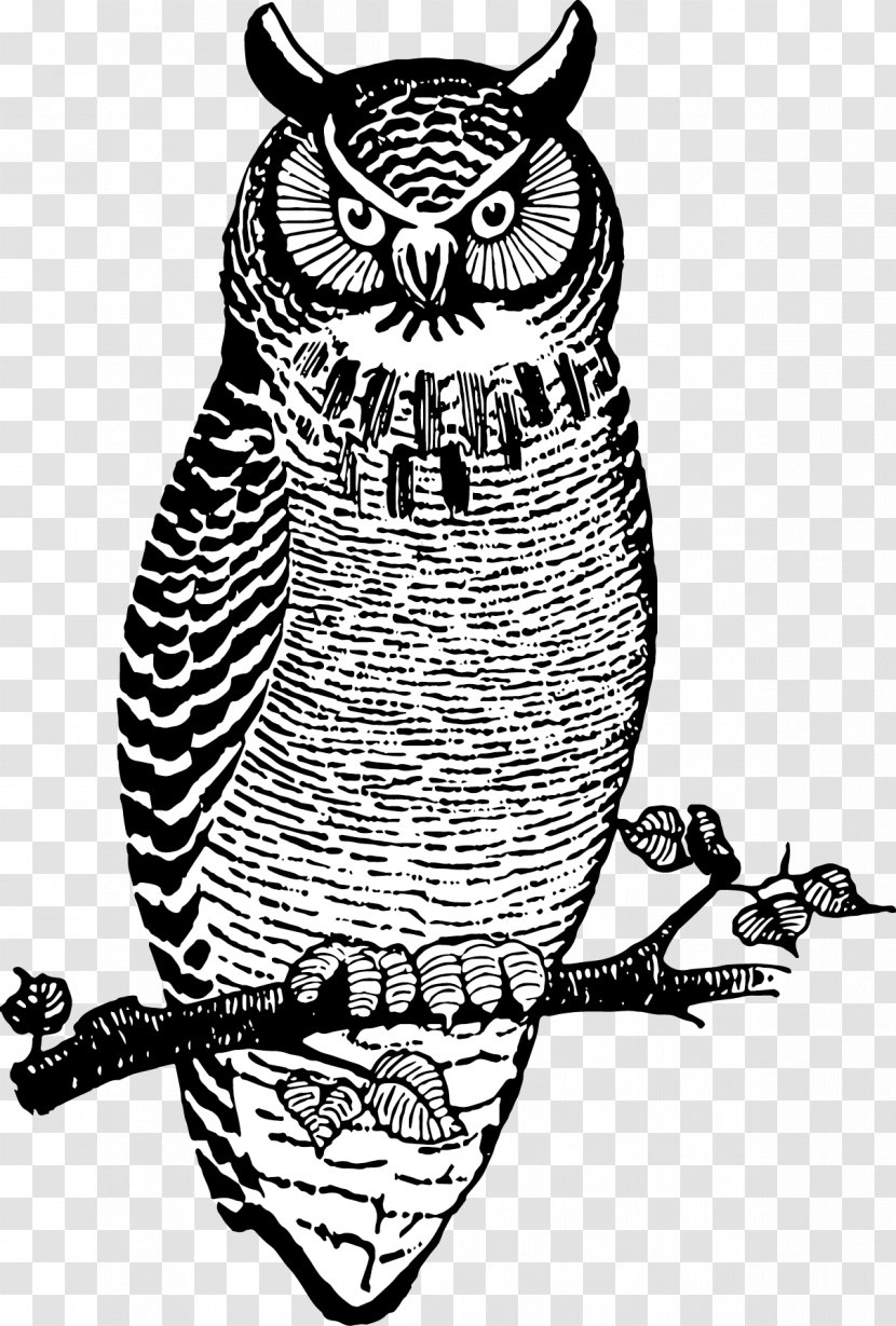 Owl Bird Beak Clip Art Visual Arts - Medicine Man Transparent PNG