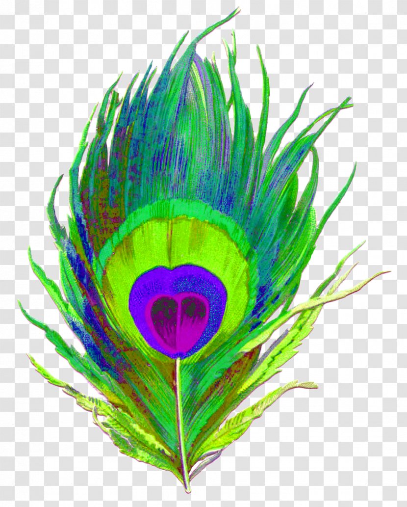 Krishna Feather Paper Peafowl Bird - Vertebrate - Peacock Transparent PNG