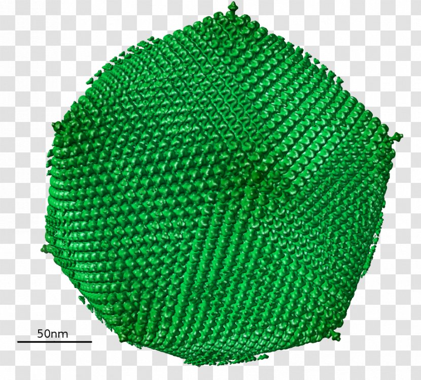 Green - Human Tlymphotropic Virus Transparent PNG