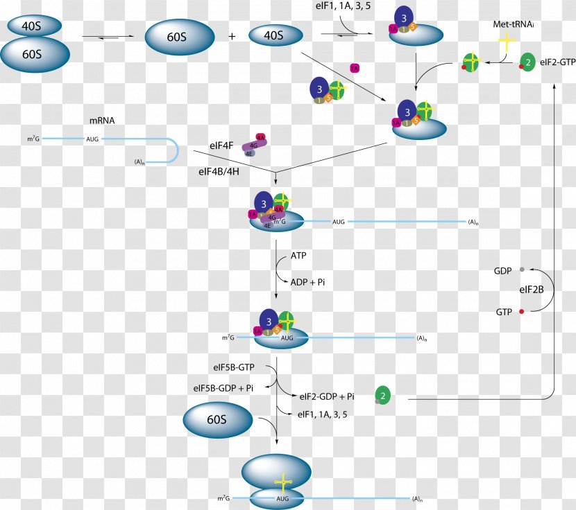 Eukaryotic Translation EIF2 Initiation Factor - Organism - Ribosome Transparent PNG