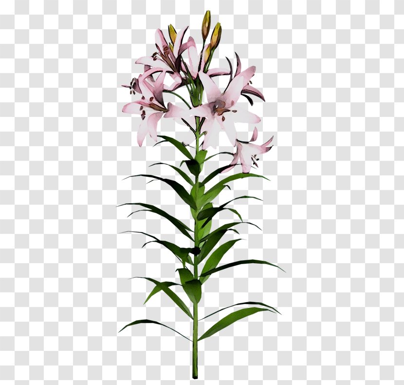 Drawing Easter Lily Madonna Lady Rose MacClare Flower - Cut Flowers - Pedicel Transparent PNG