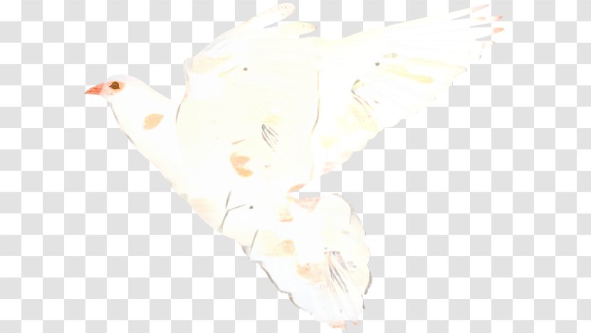 White Background Transparent PNG