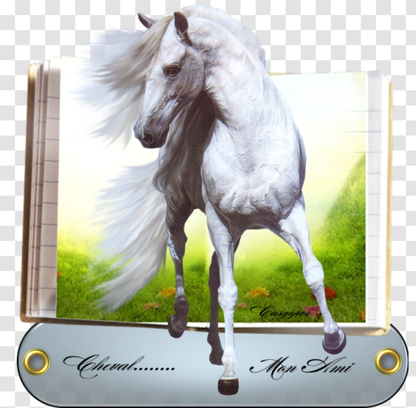 American Paint Horse Mustang White Image - Drawing Transparent PNG