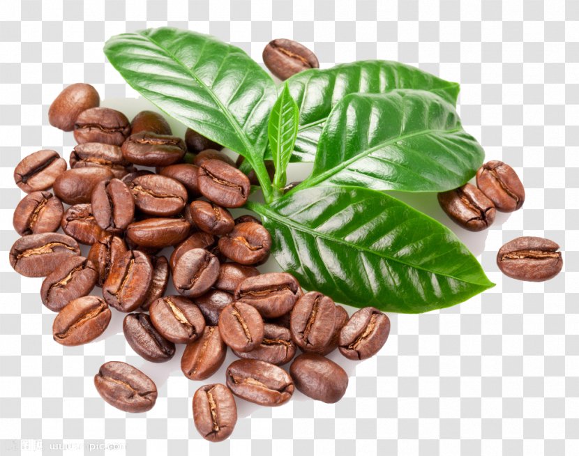Kona Coffee Bean Seed Coffea - Stock Photography - Beans Transparent PNG