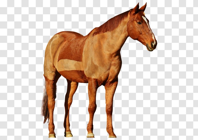 Mane Mustang Stallion Hackney Horse - Tack Transparent PNG