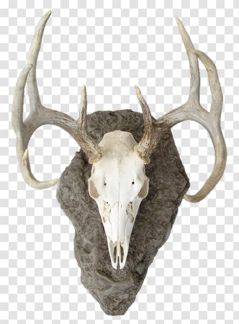 Elk White-tailed Deer Antler Reindeer - Skull Transparent PNG
