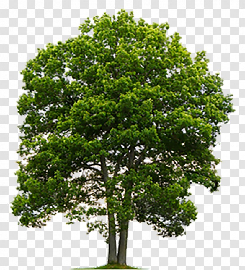 Tree Stock Photography English Oak Clip Art - Royaltyfree Transparent PNG
