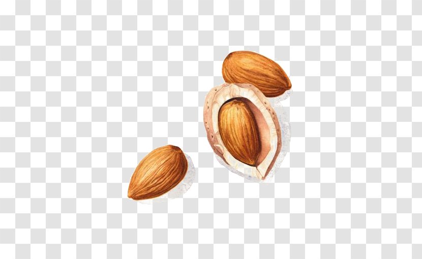 Watercolor Painting Drawing Illustration - Food - Almond Deductible Element Transparent PNG