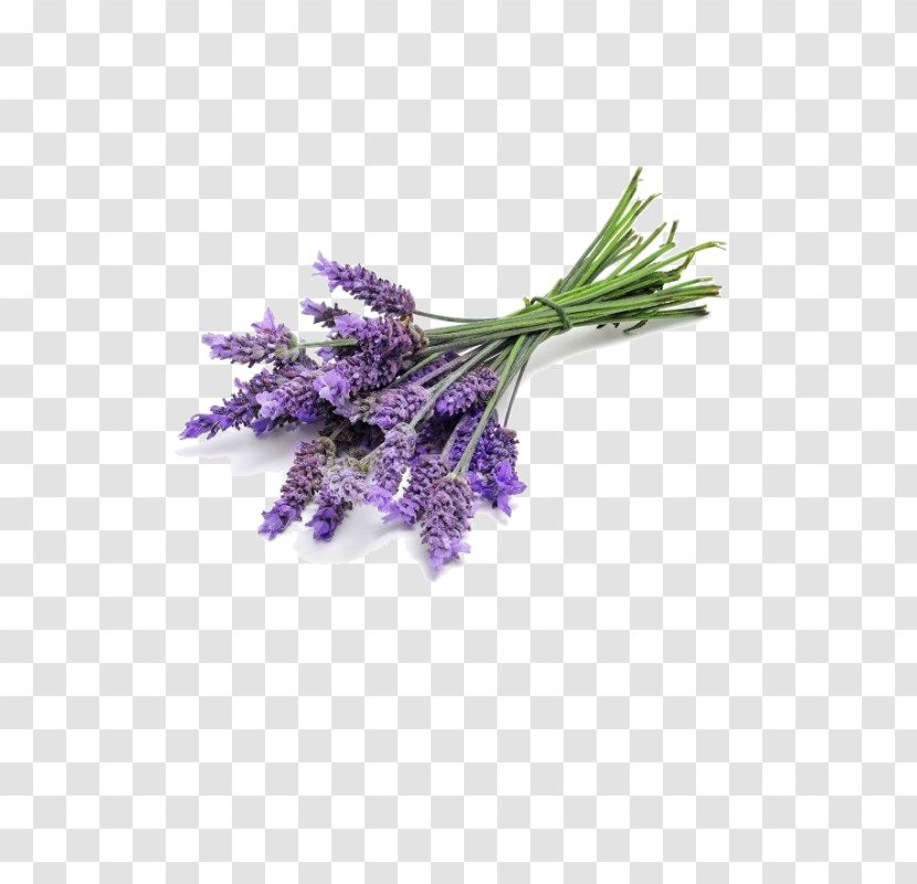 Lavender Oil English Perfume Essential Odor - Jasmine Transparent PNG