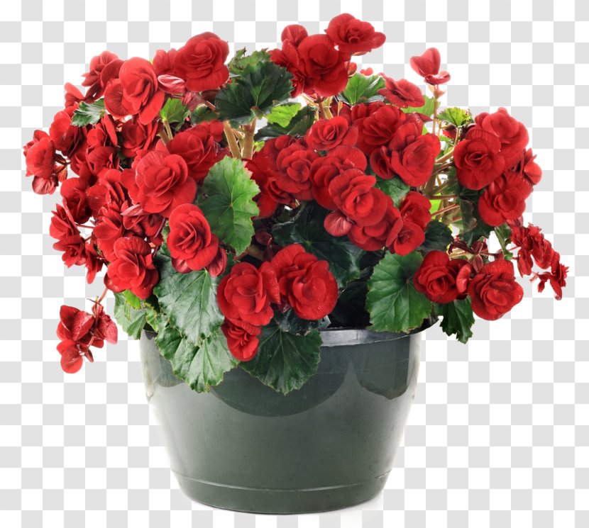 Hanging Basket Stock Photography Flowerpot Garden - Carnation - Flower Transparent PNG