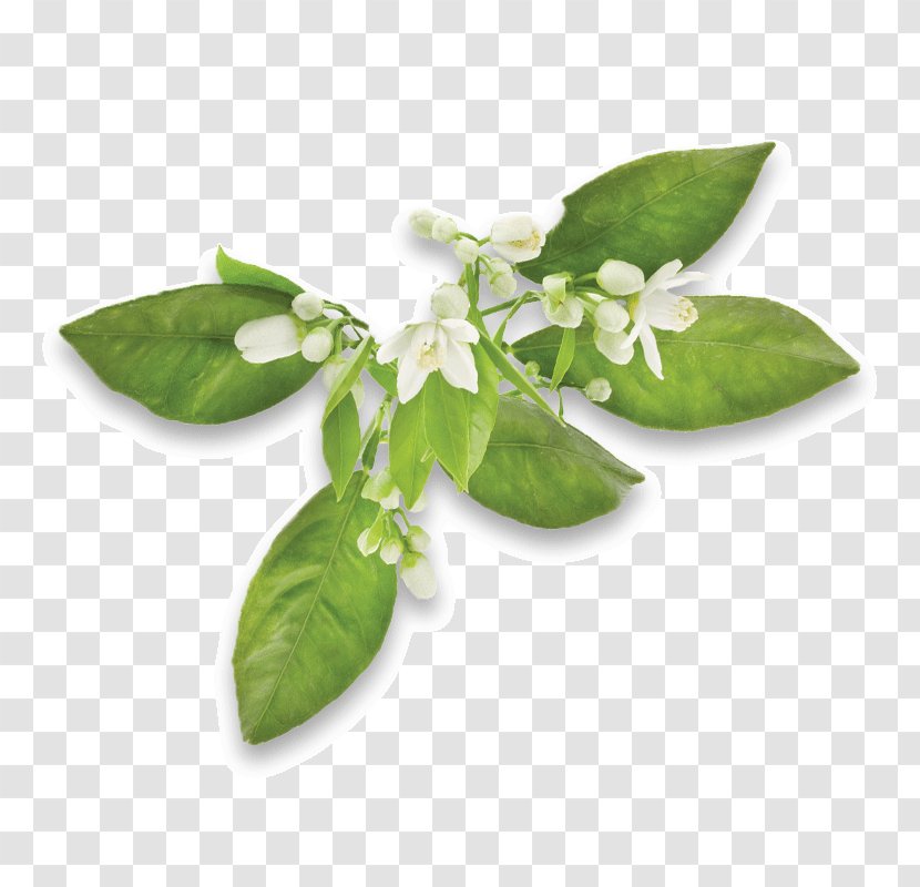 Tea Bergamot Orange Lemon Basil - Plant Transparent PNG