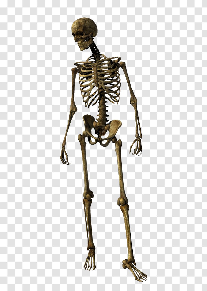 Human Skeleton Homo Sapiens Joint - Organism Transparent PNG