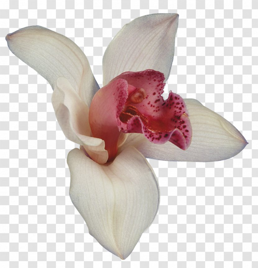 Orchids Flower Petal Clip Art - Cattleya Transparent PNG
