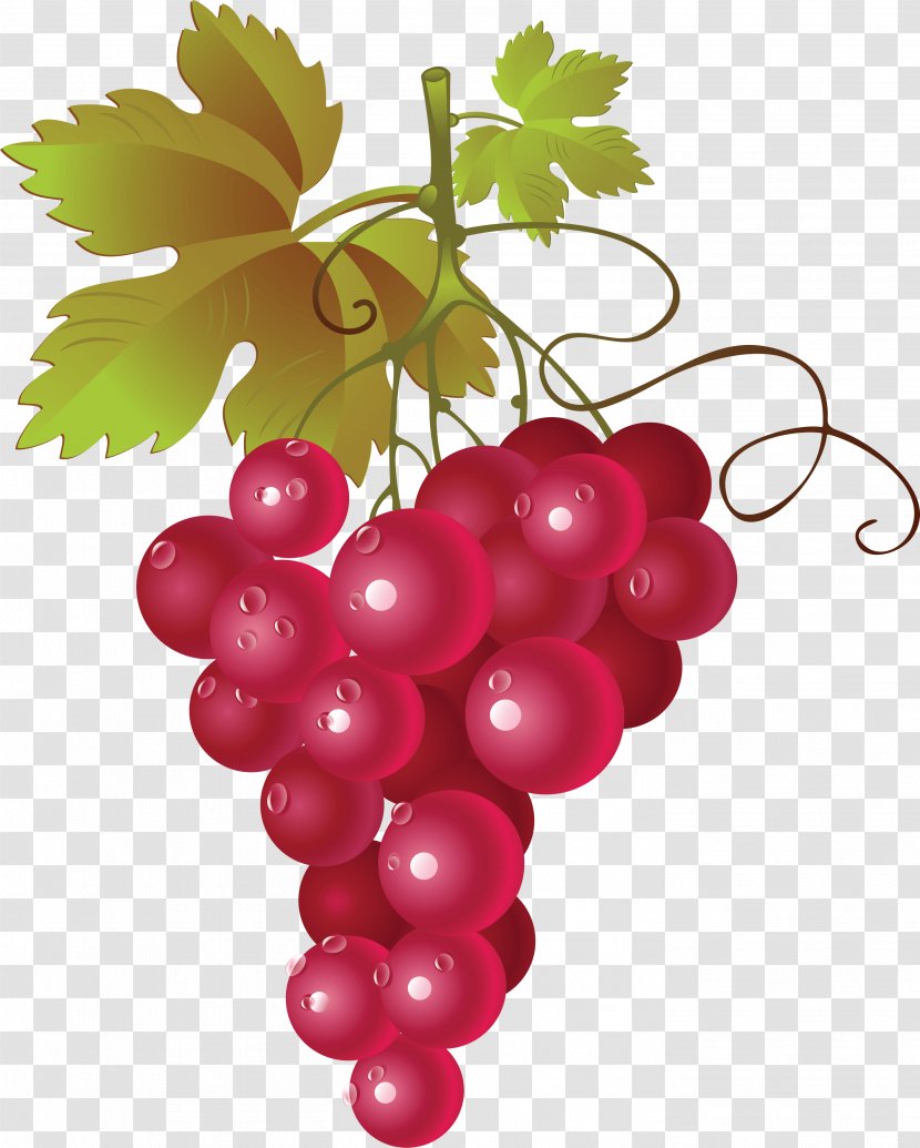 Red Wine Common Grape Vine Clip Art - Grapevine Family - Image Transparent PNG