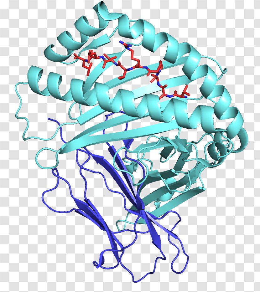 Human Leukocyte Antigen HLA-E MHC Class I Major Histocompatibility Complex - Heart - Frame Transparent PNG