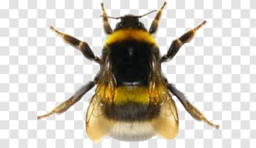 Honey Bee Bumblebee Hornet Wasp - Warmblooded Transparent PNG