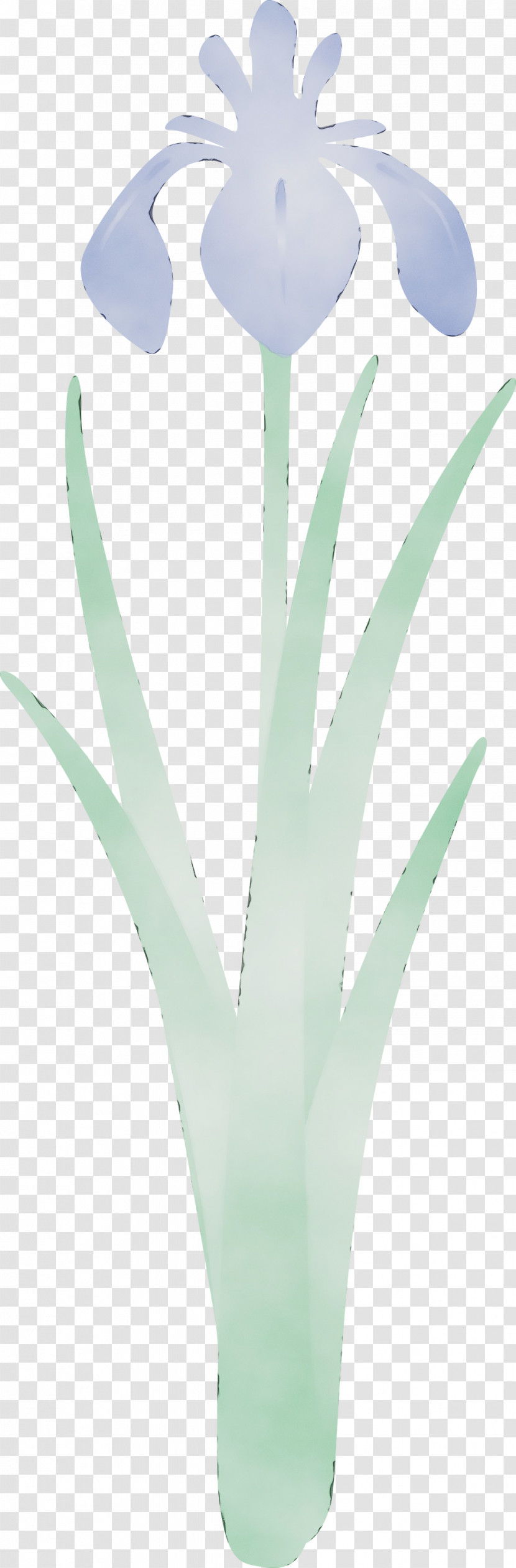 Plant Flower Leaf Aloe Grass Family Transparent PNG