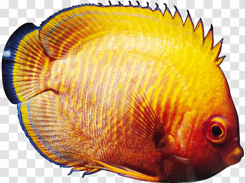 Tropical Fish Ornamental Goldfish - Arowana Transparent PNG
