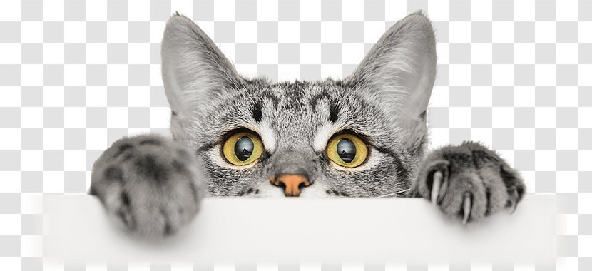 Kitten Whiskers Cat Food Person - Curiosity Transparent PNG
