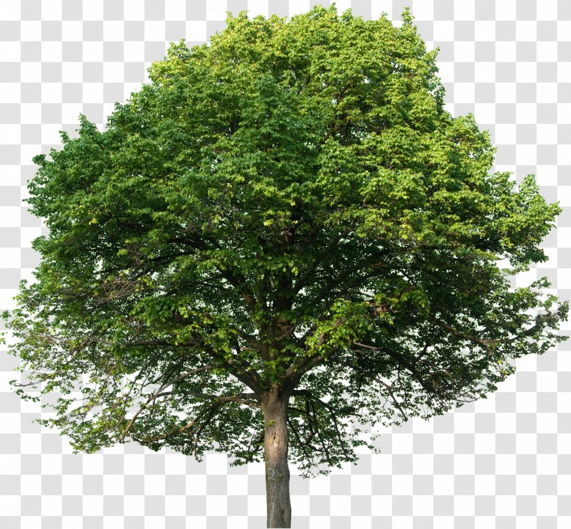 European Beech English Oak Tilia Platyphyllos Tree Stock Photography Transparent PNG