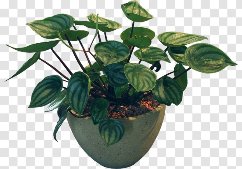 Bonsai Plant Flowerpot Leaf - Houseplant - Smooth Sailing Transparent PNG