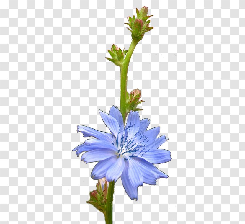 Chicory Plant Stem Flower - Privacy Policy Transparent PNG