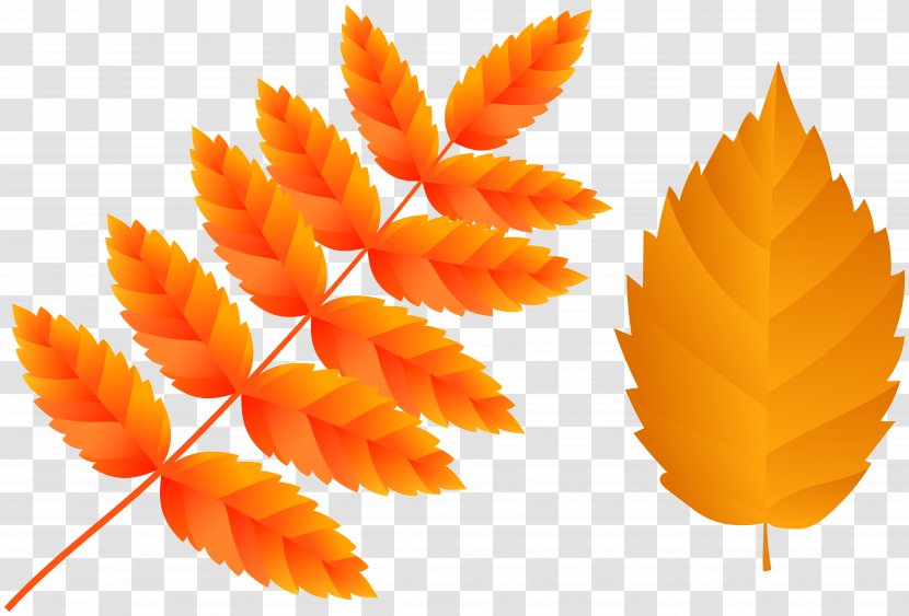 Image Clip Art Autumn Leaf - Orange - Multiple Graphic Transparent PNG